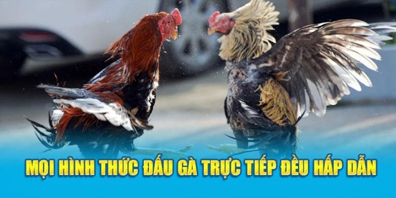 Thảo luận trực tuyến và tích lũy kinh nghiệm tại đá gà KUBET77